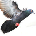1424-flying-pigeon